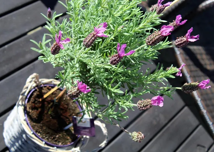 Apartament Bergluft *